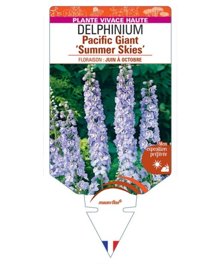 DELPHINIUM Pacific Giant 'SUMMER SKIES' (bleu clair œil blanc) *