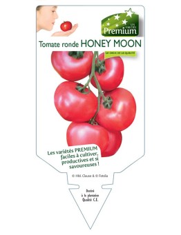 TOMATE RONDE HONEY MOON