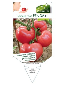 TOMATE ROSE FENDA F1