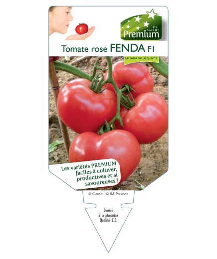 TOMATE ROSE FENDA F1