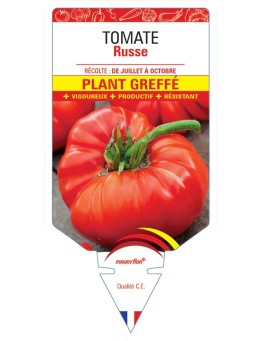 TOMATE RUSSE PLANT GREFFÉ
