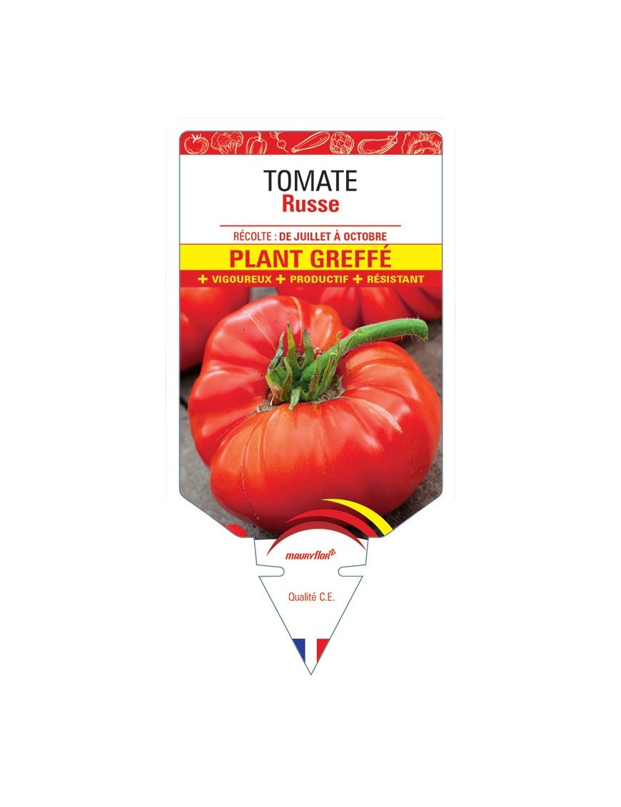 TOMATE RUSSE PLANT GREFFÉ