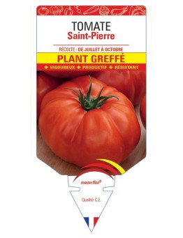 TOMATE SAINT-PIERRE PLANT GREFFÉ
