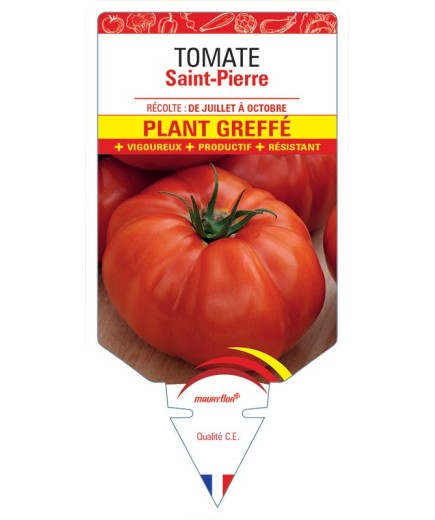 TOMATE SAINT-PIERRE PLANT GREFFÉ