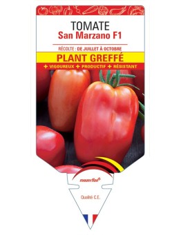 TOMATE SAN MARZANO F1 PLANT GREFFÉ