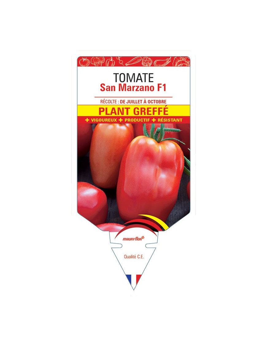 TOMATE SAN MARZANO F1 PLANT GREFFÉ