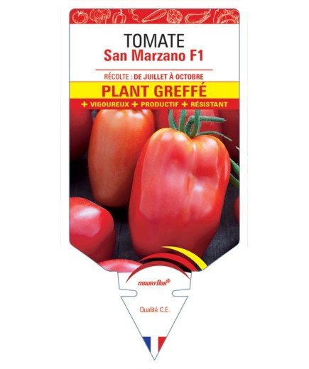 TOMATE SAN MARZANO F1 PLANT GREFFÉ