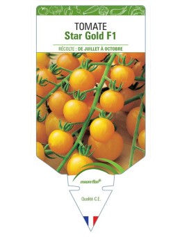 TOMATE STAR GOLD F1