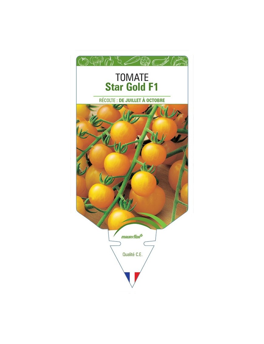 TOMATE STAR GOLD F1