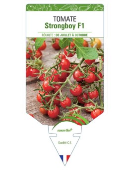 TOMATE STRONGBOY F1