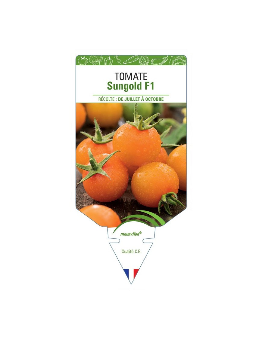 TOMATE SUNGOLD F1