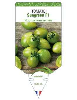TOMATE SUNGREEN F1