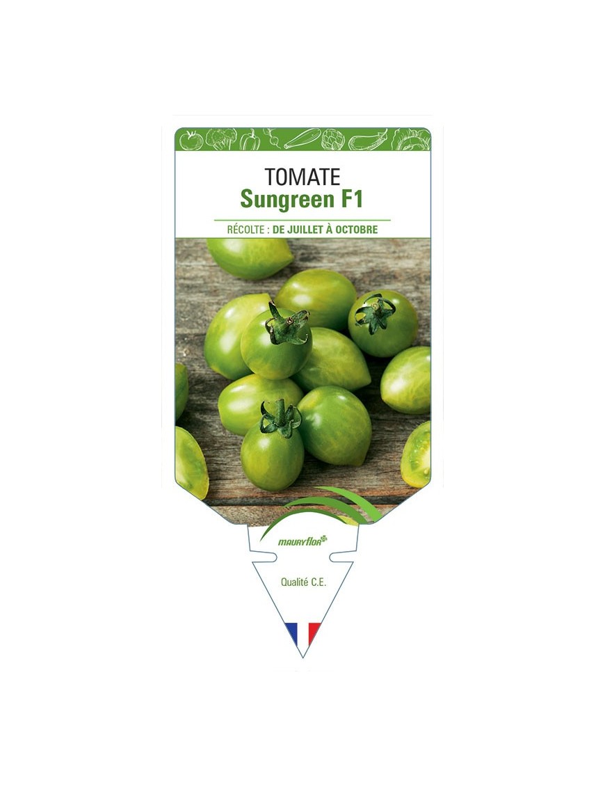 TOMATE SUNGREEN F1