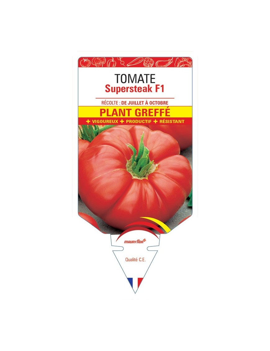 TOMATE SUPERSTEAK F1 PLANT GREFFÉ