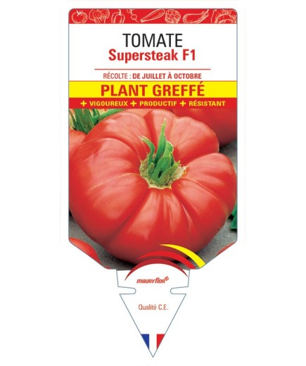 TOMATE SUPERSTEAK F1 PLANT GREFFÉ