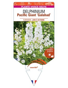 DELPHINIUM Pacific Giant 'Galahad' (blanc pur) *