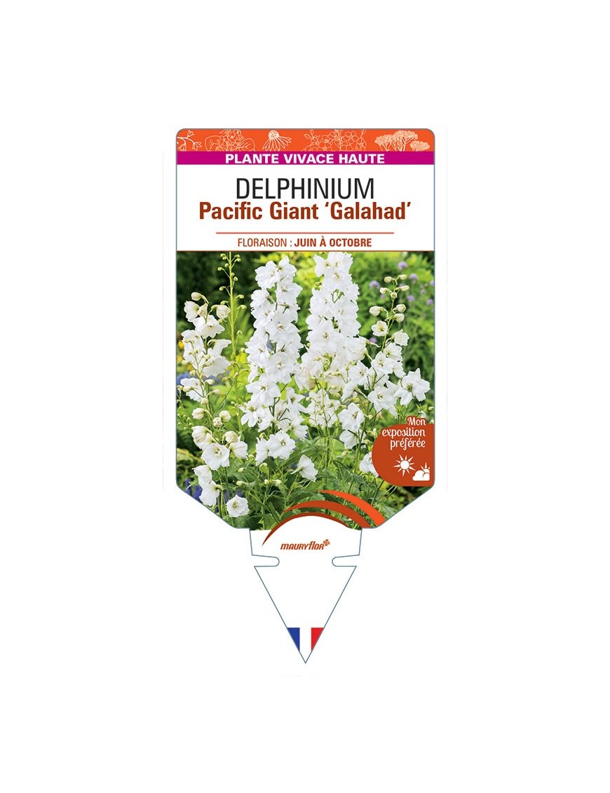 DELPHINIUM Pacific Giant 'Galahad' (blanc pur) *