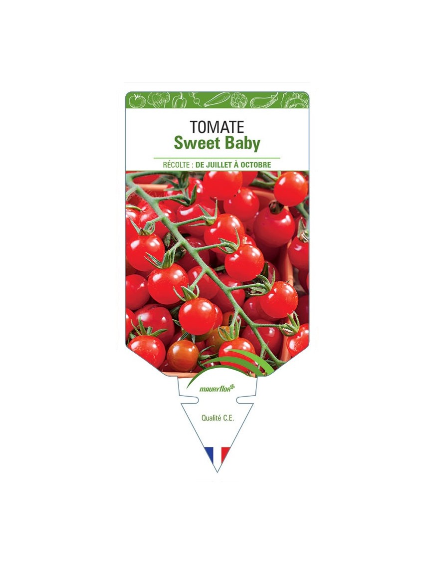 TOMATE SWEET BABY