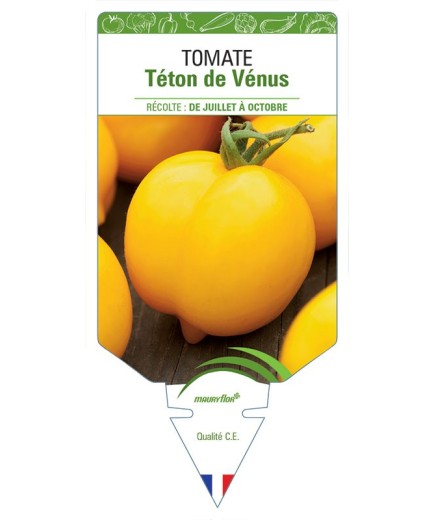 TOMATE TÉTON DE VÉNUS