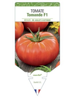 TOMATE TOMANDE F1