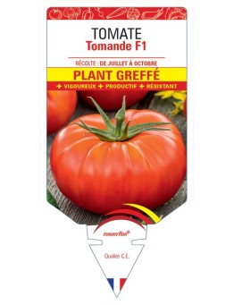 TOMATE TOMANDE F1 PLANT GREFFÉ