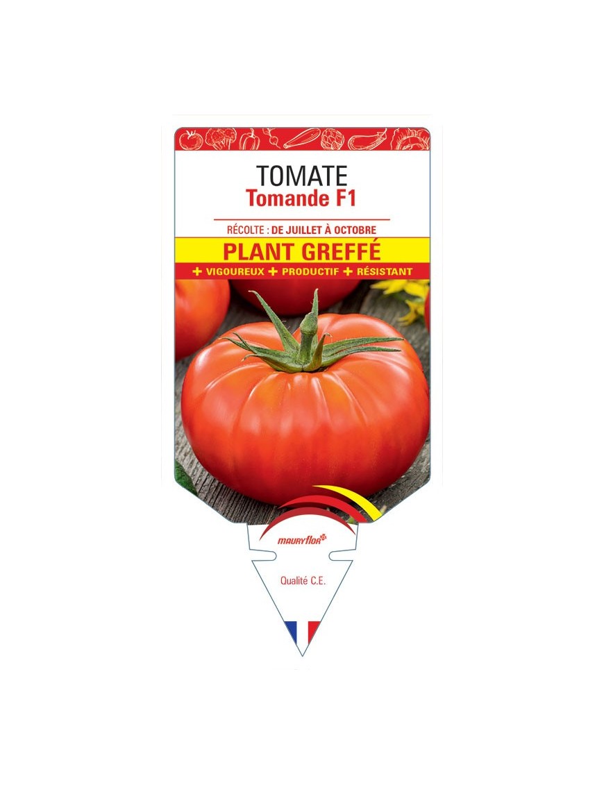TOMATE TOMANDE F1 PLANT GREFFÉ