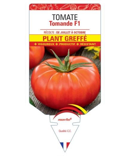TOMATE TOMANDE F1 PLANT GREFFÉ