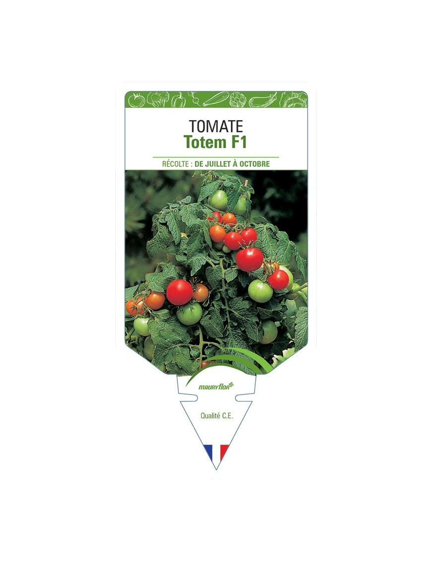 TOMATE TOTEM F1