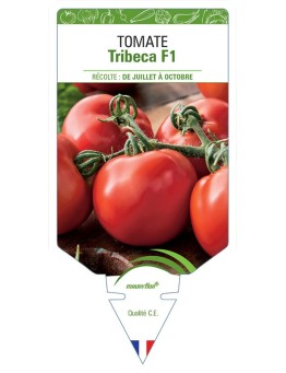 TOMATE TRIBECA F1