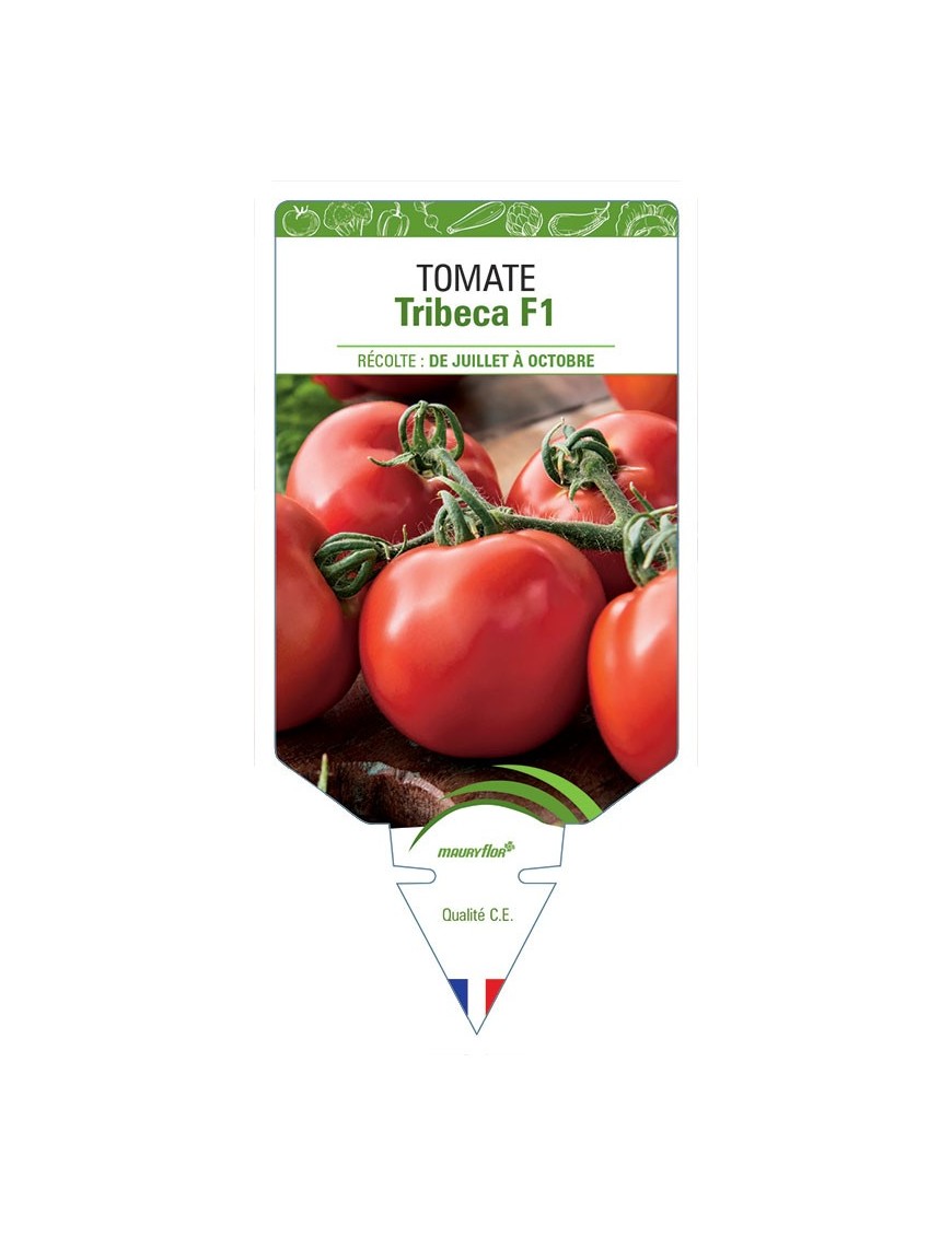 TOMATE TRIBECA F1