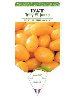 TOMATE TRILLY F1 JAUNE