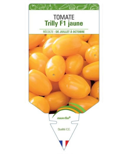 TOMATE TRILLY F1 JAUNE