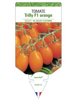 TOMATE TRILLY F1 ORANGE