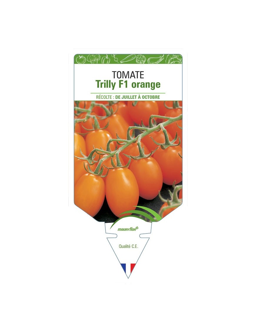 TOMATE TRILLY F1 ORANGE