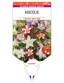 ANCOLIE (varié)