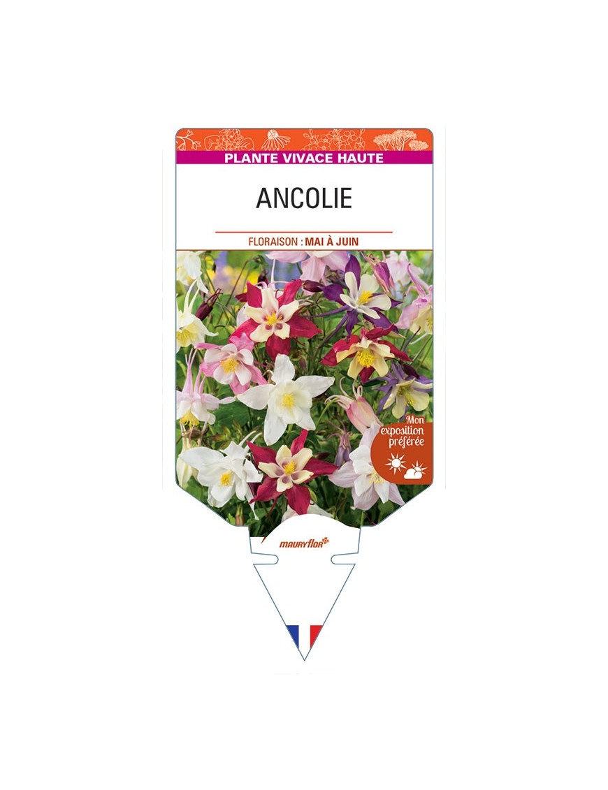 ANCOLIE (varié)
