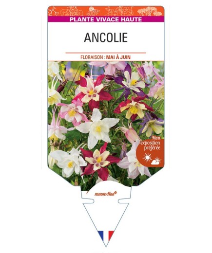 ANCOLIE (varié)