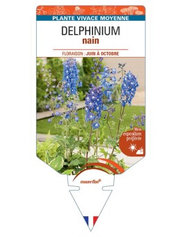 DELPHINIUM NAIN (bleu) *