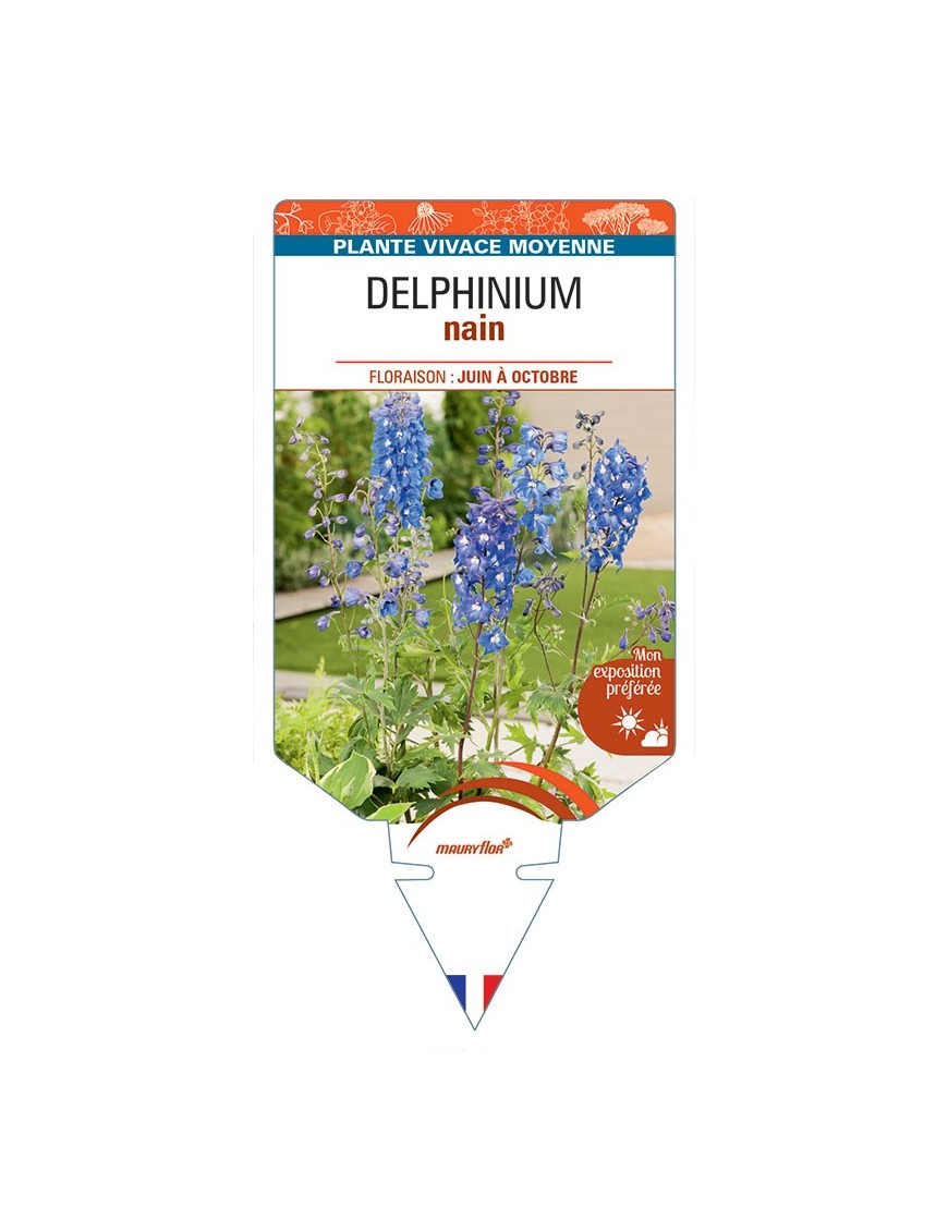 DELPHINIUM NAIN (bleu) *
