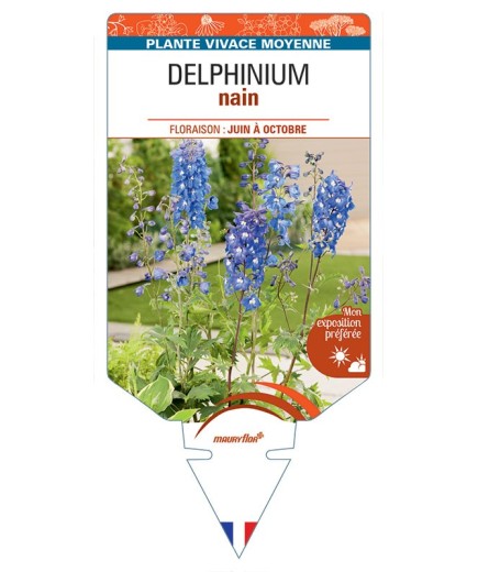 DELPHINIUM NAIN (bleu) *