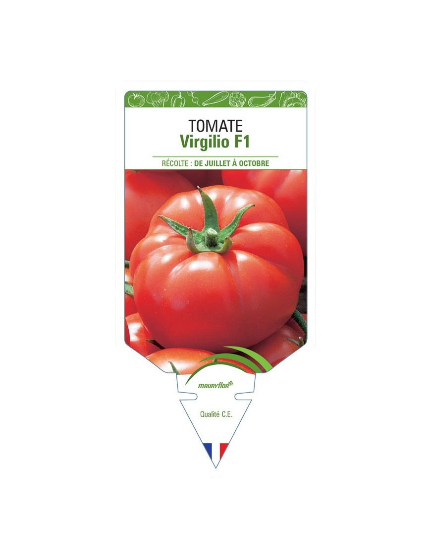 TOMATE VIRGILIO F1