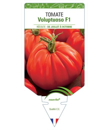 TOMATE VOLUPTUOSO F1