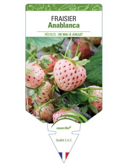 FRAISIER ANABLANCA