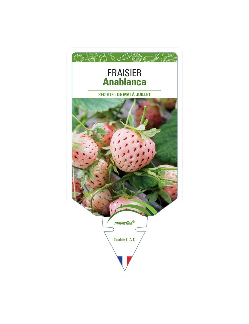 FRAISIER ANABLANCA