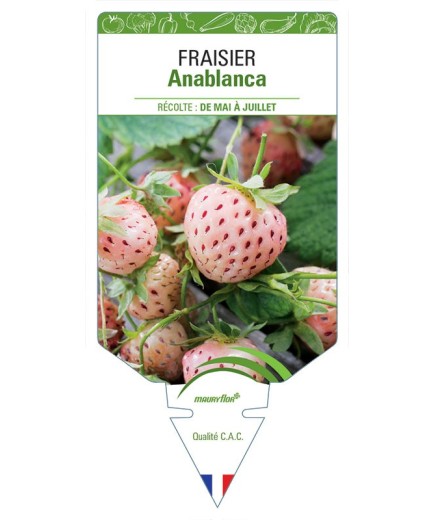 FRAISIER ANABLANCA