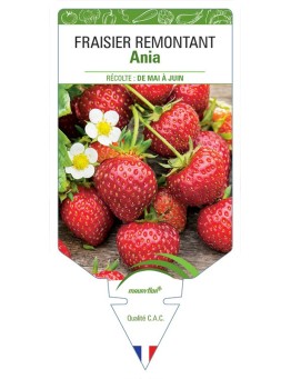 FRAISIER ANIA