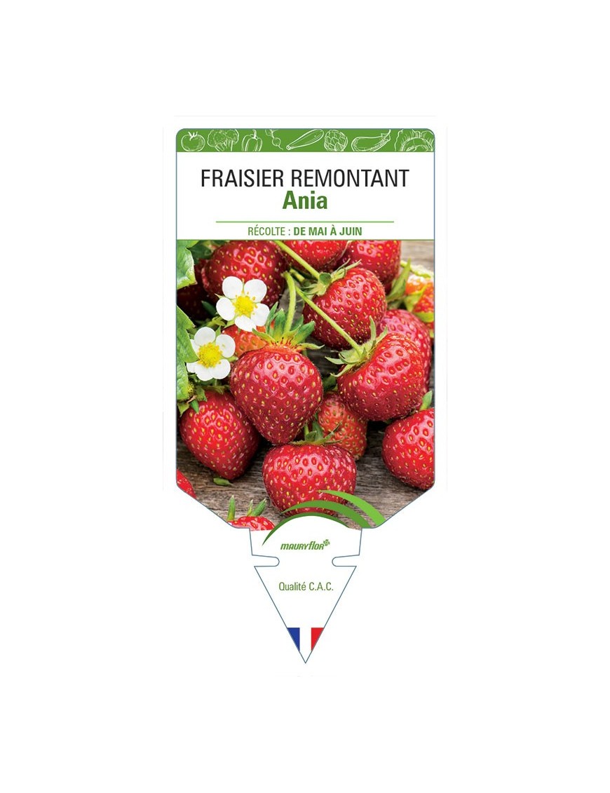 FRAISIER ANIA