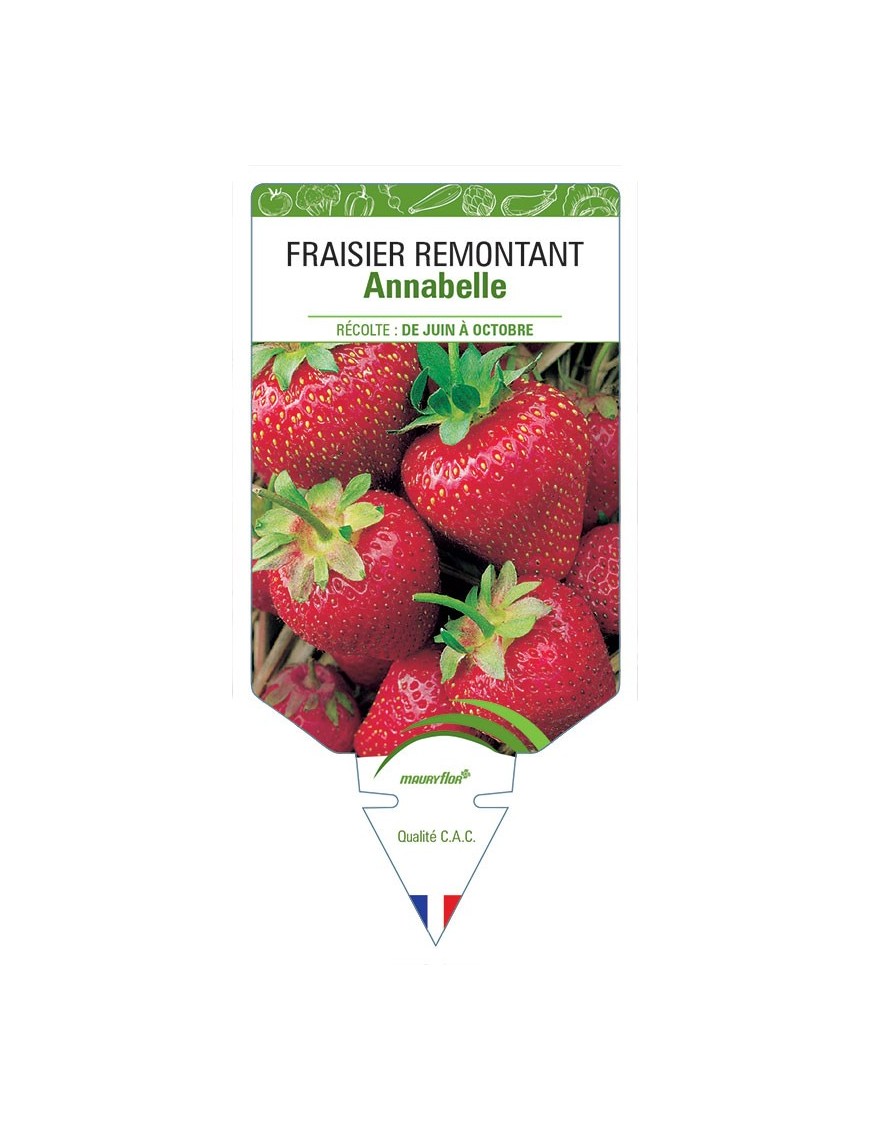 FRAISIER ANNABELLE