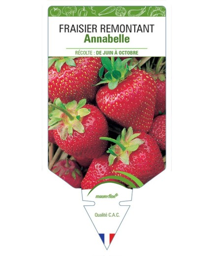 FRAISIER ANNABELLE