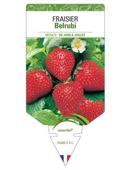 FRAISIER BELRUBI
